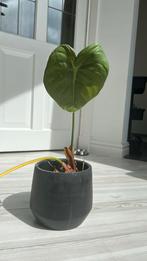 Philodendron Pastazanum, Ophalen, Overige soorten, Minder dan 100 cm