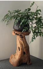 Super gave Robuuste planten standaard , hout teak, Ophalen of Verzenden, Zo goed als nieuw