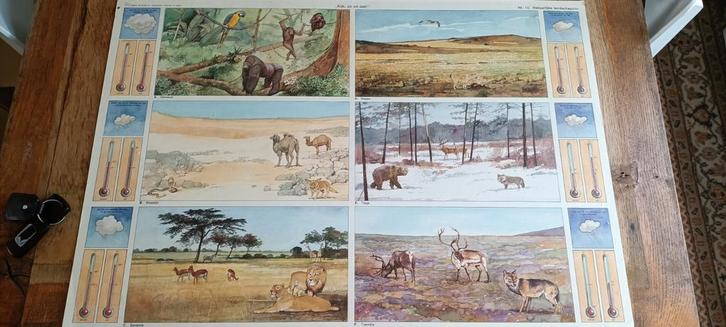 Schoolplaat: verschillende landschappen, Antiek en Kunst, Antiek | Schoolplaten, Ophalen of Verzenden