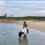 Ontzettend lieve grote Irish Cob / Tinker 8jaar, Dieren en Toebehoren, Paarden, Minder dan 160 cm, B, Ruin, 7 tot 10 jaar
