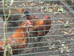 Frieshoender haan, Dieren en Toebehoren, Pluimvee, Mannelijk, Kip