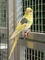 grasparkieten, Dieren en Toebehoren, Vogels | Parkieten en Papegaaien, Meerdere dieren, Parkiet, Geringd