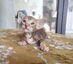 Oosterse korthaar kittens, Dieren en Toebehoren, Katten en Kittens | Raskatten | Korthaar, Meerdere dieren, Gechipt, 0 tot 2 jaar
