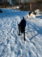 Hondenoppas aangeboden!, Ophalen of Verzenden, Nieuw