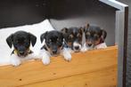Te koop jack russel pups, Dieren en Toebehoren, Jack Russell Terriër, 8 tot 15 weken, Meerdere, Meerdere dieren
