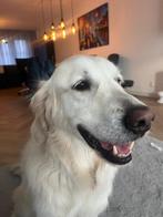 Vaste oppas, golden retriever deel hond, co ouders gezocht, Dieren en Toebehoren, Honden | Retrievers, Spaniëls en Waterhonden
