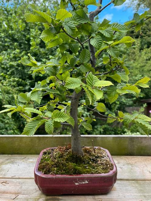 Carpinus Bonsai, Tuin en Terras, Planten | Bomen, Overige soorten, Minder dan 100 cm, Ophalen