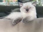 Britse korthaar kittens Color Point  Lilac, Dieren en Toebehoren, Katten en Kittens | Raskatten | Korthaar, Meerdere dieren, Ontwormd
