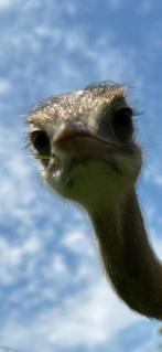 Nandoe kuikens, Meerdere dieren, Kip