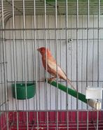 Roodmus pheao Man geringd, Dieren en Toebehoren, Mannelijk, Tropenvogel, Geringd