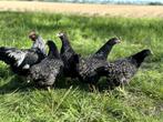 Barnevelder krielkippen zilver gezoomd hen gesekst + ingeënt, Dieren en Toebehoren, Pluimvee, Vrouwelijk, Kip