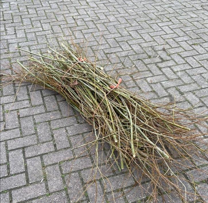 Gezocht wilgentakken, Tuin en Terras, Planten | Bomen, Overige soorten, Volle zon, Lente, Ophalen of Verzenden
