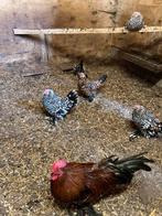 Sabelpoot porselein, Dieren en Toebehoren, Pluimvee, Vrouwelijk, Kip