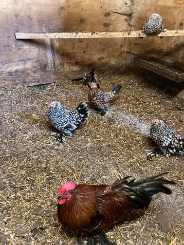 Sabelpoot porselein beschikbaar voor biedingen