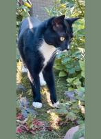 Vermist/verdwenen Heerhugowaard,schilderswijk kater Moon, Dieren en Toebehoren, Vermiste en Gevonden Dieren