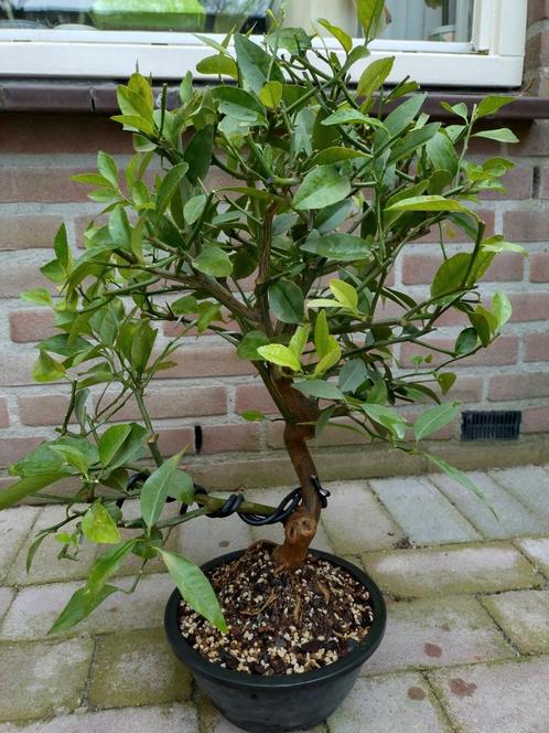 Pre bonsai. Cleopatra mandarijn. 15 jaar oud., Tuin en Terras, Planten | Struiken en Hagen, Struik, Overige soorten, Minder dan 100 cm
