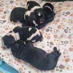 Newfoundlander Nowofundland Puppy, Overige rassen, CDV (hondenziekte), 8 tot 15 weken, Meerdere dieren