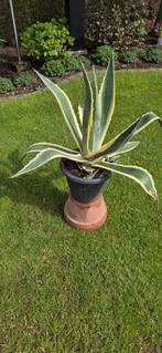 Grote Bonte Agave Americana Variegata met scheuten, Ophalen, Bloeit niet, Overige soorten, Volle zon