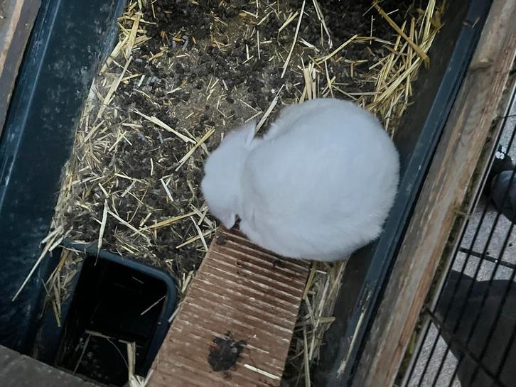 Konijnen, Dieren en Toebehoren, Konijnen, Meerdere dieren
