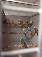 Vele soorten vogels vandaag 26-7 geopend van 9 tot 1 uur