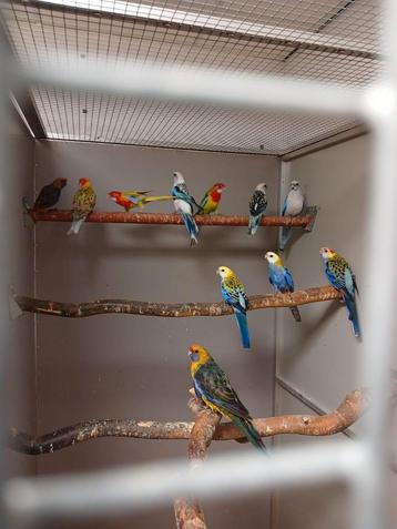 Vele soorten vogels vandaag 26-7 geopend van 9 tot 1 uur beschikbaar voor biedingen