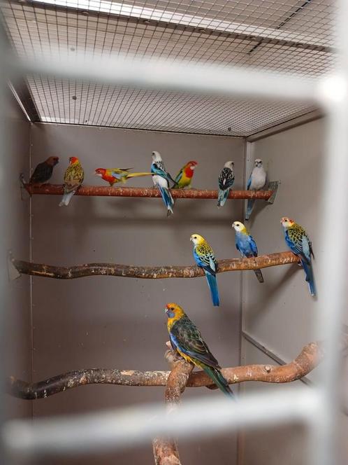 Vele soorten vogels vandaag 26-7 geopend van 9 tot 1 uur, Dieren en Toebehoren, Vogels | Overige Vogels