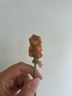 Zaden Anthurium, Huis en Inrichting, Kamerplanten, Ophalen of Verzenden, Overige soorten, Halfschaduw