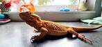 Baardagaam vrouwelijk, Dieren en Toebehoren, Reptielen en Amfibieën, Hagedis, 0 tot 2 jaar