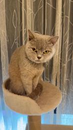 Britse korthaar vrouwtje 3 jaar te koop, Dieren en Toebehoren, Katten en Kittens | Raskatten | Korthaar, Poes, Gechipt, 3 tot 5 jaar