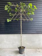 Lei plantaan | Platanus Hispanica, Tuin en Terras, Planten | Bomen, Overige soorten, Ophalen