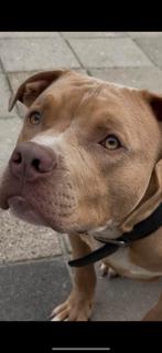 Amerikaanse Staffordshire / pocket bully, Dieren en Toebehoren, Rabiës (hondsdolheid), 15 weken tot 1 jaar, Eén hond, Nederland
