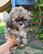 Shih tzu x pomeriaan pups, Dieren en Toebehoren, Rabiës (hondsdolheid), Overige rassen, 8 tot 15 weken, Meerdere