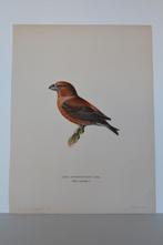 Grote Kuisbek Vogel Loxia Pytyopsittacus Mooie Litho VA4, Antiek en Kunst, Kunst | Litho's en Zeefdrukken, Ophalen of Verzenden