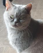 Goed huisje gezocht voor poes Loesje Brits korthaar lilac, Dieren en Toebehoren, Poes, Gechipt, 6 jaar of ouder