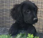 Prachtige GOLDEN RETRIEVER x FRIESE STABIJ pups, Dieren en Toebehoren, Nederland, CDV (hondenziekte), 8 tot 15 weken, Meerdere