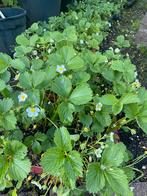 Aarbeien planten biologisch moestuin 12 stukken10€, Volle zon, Groenteplanten, Eenjarig, Ophalen of Verzenden
