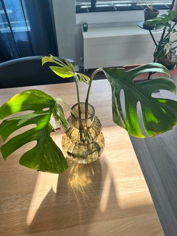Stekken monstera variegata beschikbaar voor biedingen