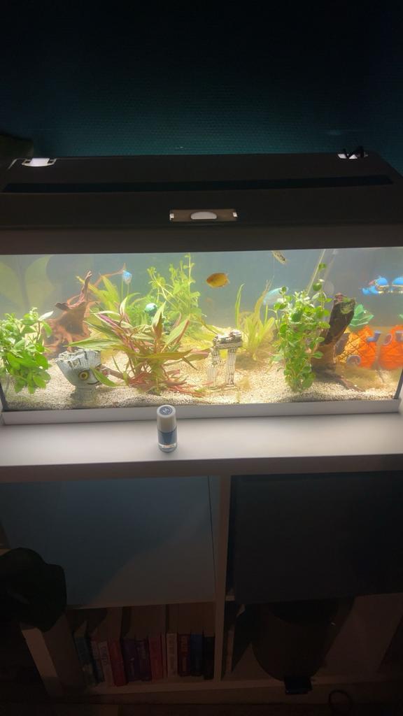 Aqaurium, Dieren en Toebehoren, Reptielen en Amfibieën | Toebehoren, Ophalen