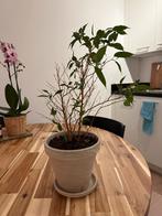 Houseplant with a pot, Ophalen of Verzenden, Halfschaduw, Minder dan 100 cm