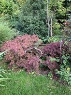 Japanse esdoorn, Tuin en Terras, Planten | Bomen, Ophalen, Bloeit niet, Halfschaduw, Overige soorten