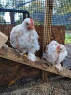 Jonge Cochin haantjes, Dieren en Toebehoren, Pluimvee, Mannelijk, Kip