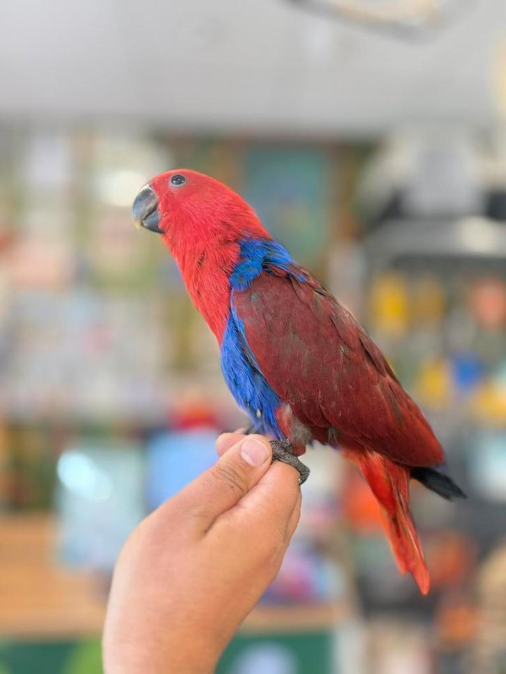 Edelpapegaaien, Dieren en Toebehoren, Vogels | Parkieten en Papegaaien, Papegaai, Meerdere dieren, Pratend, Tam, Geringd