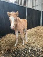 Shetlander Merrie Palomino, Dieren en Toebehoren, Merrie, Gechipt, 0 tot 2 jaar