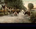 Koeien melken omgeving Rotterdam, Zuid-Holland, Ongelopen, Ophalen of Verzenden, Voor 1920