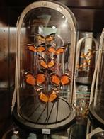 Prachtige echte Vlinders in stolp, Huis en Inrichting, B, Ophalen of Verzenden, Zo goed als nieuw, H