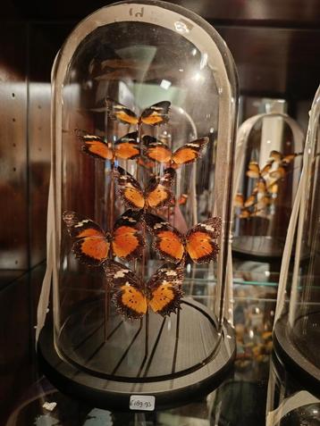 Prachtige echte Vlinders in stolp beschikbaar voor biedingen