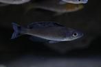 Cyprichromis Leptosoma Spackle Back Moba Kweekgroep, Dieren en Toebehoren, Vissen | Aquariumvissen, Vis