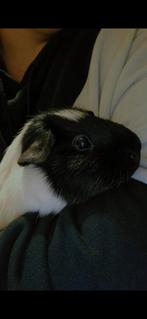 2 lieve cavia's 2 mannetjes, Oktober, Meerdere dieren, Cavia