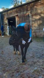 Verzorg pony of paard gezocht, Ophalen