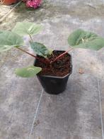 Rabarber planten, Ophalen, Zomer, Overige soorten, Volle zon